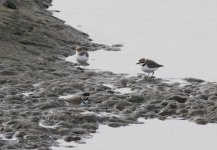 Kentish Plover.jpg