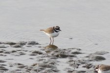 LIttle-ringed Plover.jpg