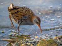 Close-Water-Rail-1-small.jpg