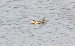 Northern Shoveler f.jpg