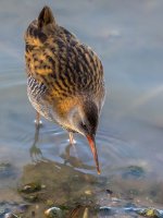 Close-Water-Rail-2-small.jpg