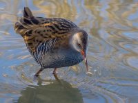 Close-Water-Rail-3-small.jpg