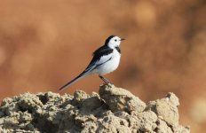 White Wagtail.jpg