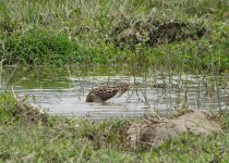 IMG_0955 suicidal snipe @ Pui O.JPG