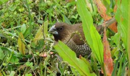 IMG_0990 Scaly-breasted Munia @ Pui O.JPG