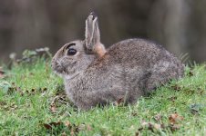 2015_03_07 (19)_Rabbit (800x533).jpg