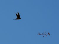 2015.03.31 Alpine Swift.JPG