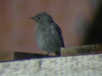 Black Redstart @ Upton 3.JPG