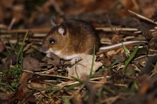 2015_01_28 (2)_Wood_Mouse (800x533).jpg