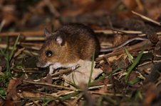 2015_01_28 (3)_Wood_Mouse (800x533).jpg