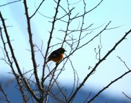 Daurian Redstart.JPG