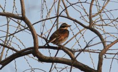 Dusky Thrush.jpg