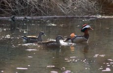 Mandarin Duck.jpg