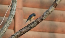 Red-flanked Bluetail.jpg