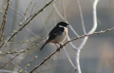 Siberian Stonechat.jpg