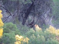 2015.01.28 Eagle Owl.JPG