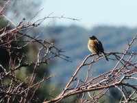 2015.01.28 Cirl Bunting.JPG