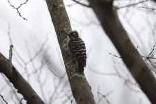 Japanese Pygmy Woodpecker jap 1.jpg