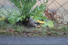 Japanese Grosbeak jap 1.jpg