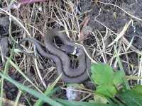 Grass snake Salwarpe.jpg