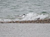 piedavocetbf.jpg