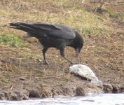 Crow with Fish.jpg