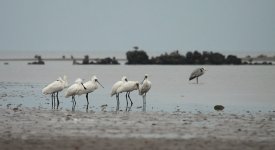 Black-faced Spoonbills jap 1.jpg