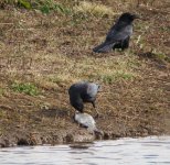 Crow with Fish 3.jpg