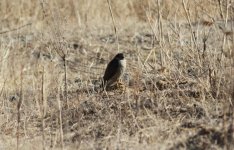 Eurasian Sparrowhawk.jpg