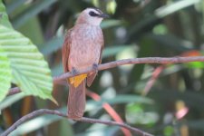 yelloe vented bul bul.jpg