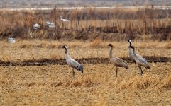 common Crane.JPG