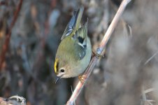 Goldcrest-(23)-web.jpg