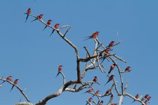 Carmine-Bee-eaters-10.1.jpg