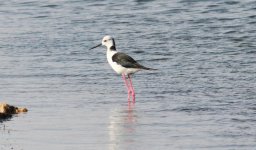 Black-winged Stilt.jpg