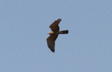 Grey-faced Buzzard.jpg