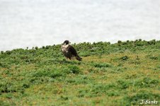 peregrine falcon.jpg