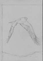 150313-Booted-Eagle-Sketch-File0009913-web.jpg