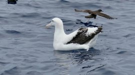 Albatross and Shearwater.jpg