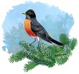 Turdus_migratorius.jpg