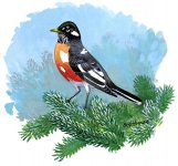 Turdus_migratorius_partalbino.jpg