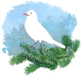 Turdus_migratorius_albino.jpg