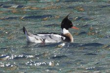 R.B Merganser _G9A7967.JPG