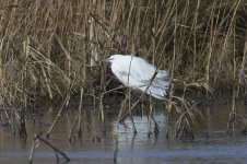 Little Egret _G9A8480.JPG