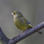 Greenfinch _G9A8505.JPG