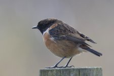 Stonechat _G9A8475.JPG