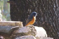 redstart 3a1.jpg