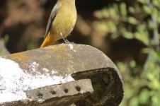 redstart 4a.jpg