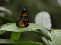 butterfly2.JPG
