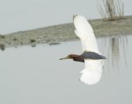 chinese pond heron  breed MP V2 300PF_DSC1276.jpg