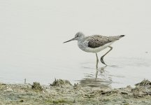 greenshank MP V2 300PF_DSC1292.jpg